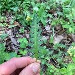 Pedicularis canadensis