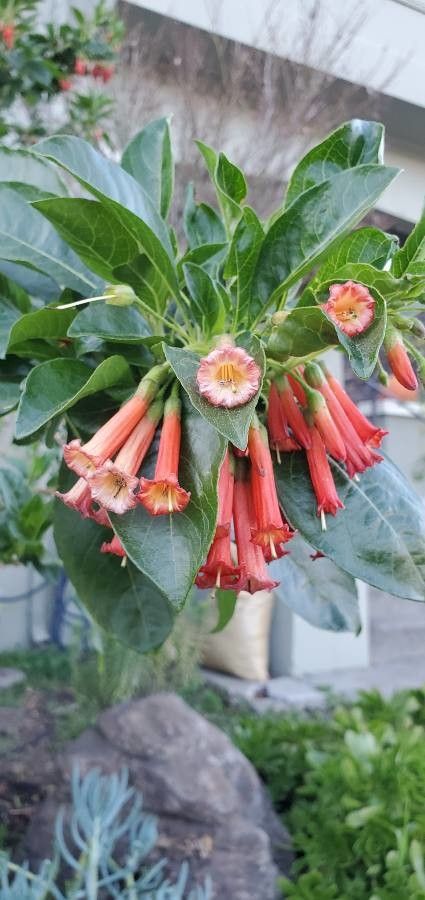 Iochroma fuchsioides — related species from the same genus