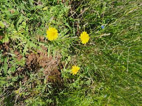 Launaea petitiana flower