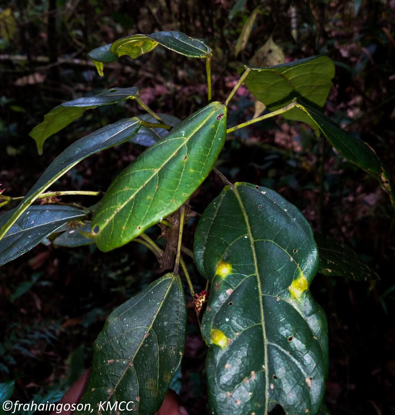 Macaranga alnifolia — related species from the same genus