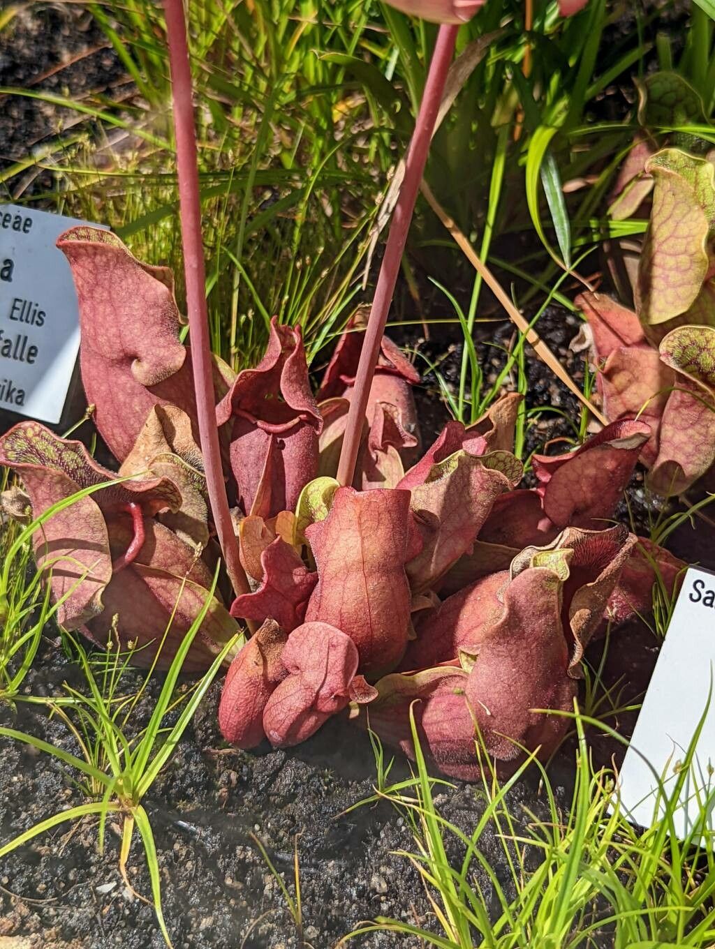 Sarracenia rosea — houseplant care guide