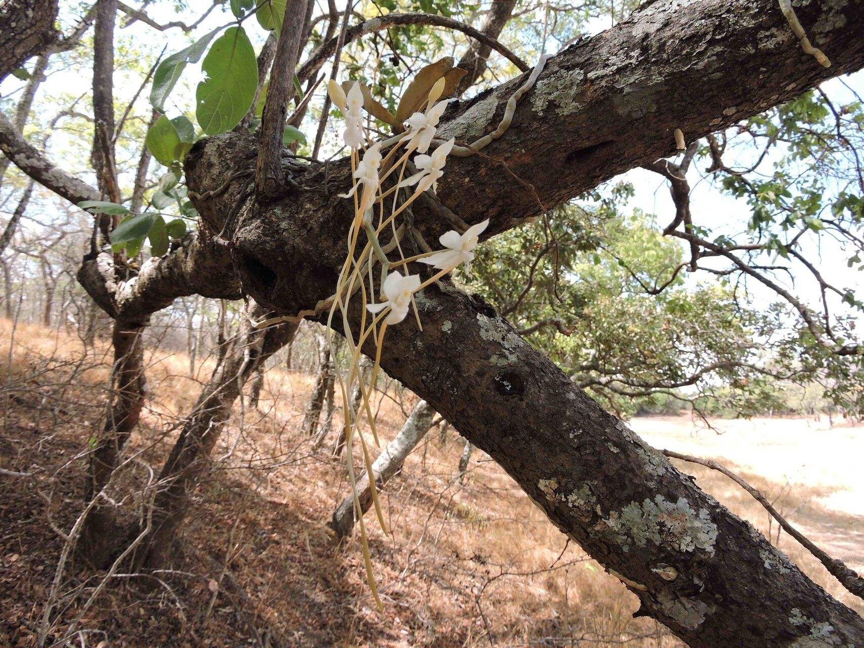 Aerangis verdickii — search result for 'Aerangis'