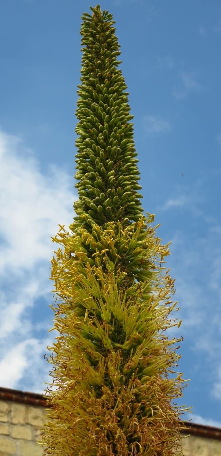 Agave utahensis flower