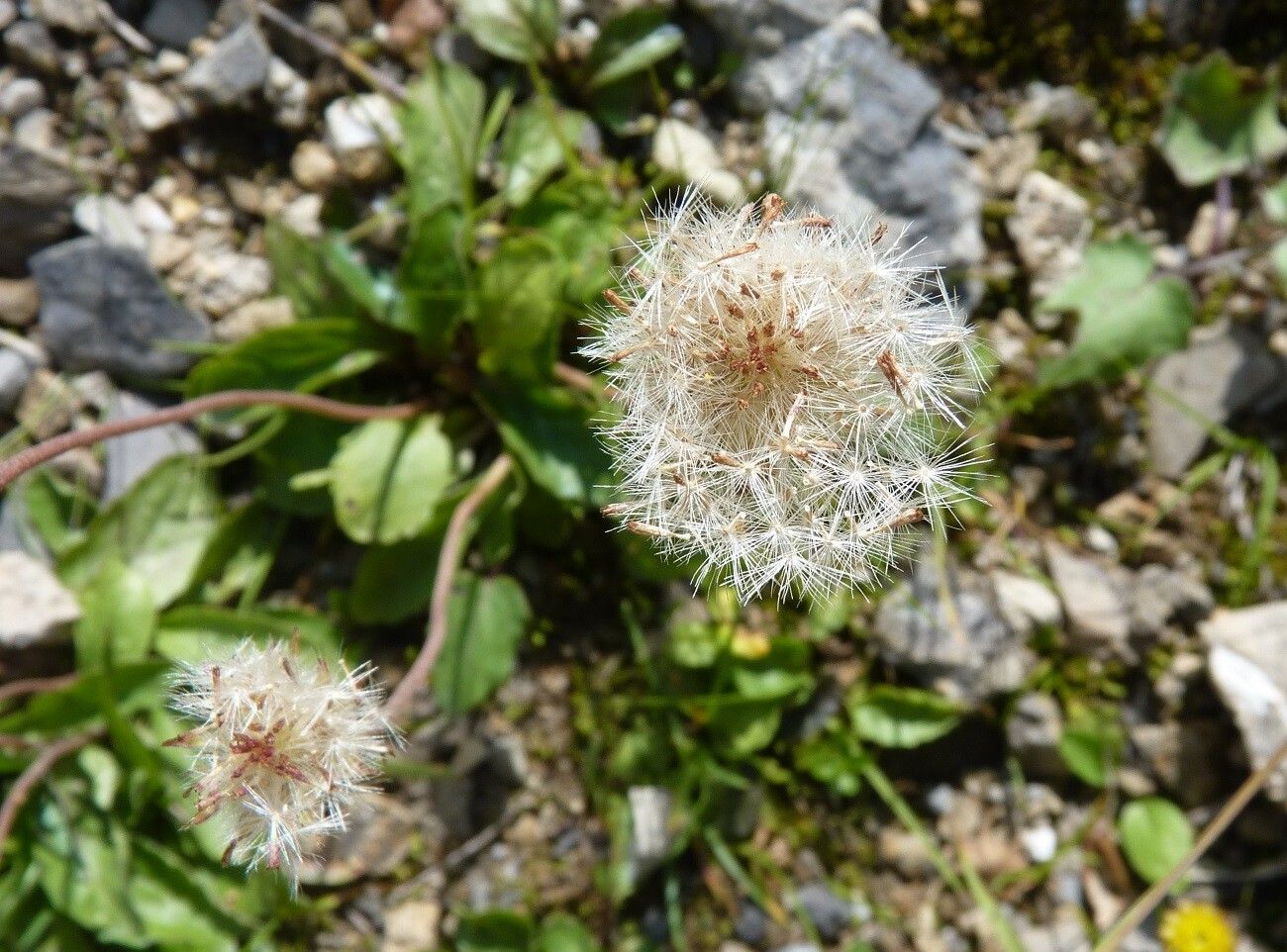 Scorzoneroides montana fruit