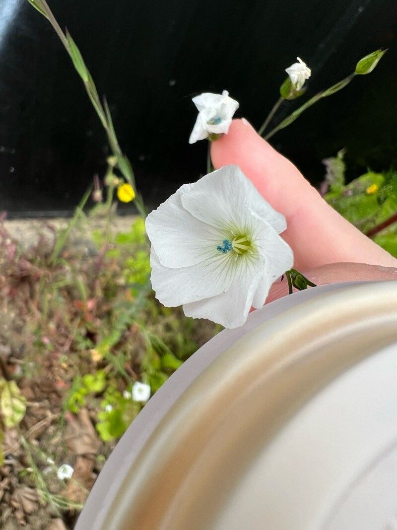 Linum monogynum — search result for 'Linum'