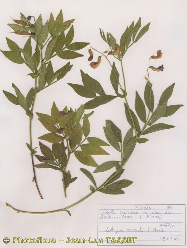 Lathyrus vivantii habit