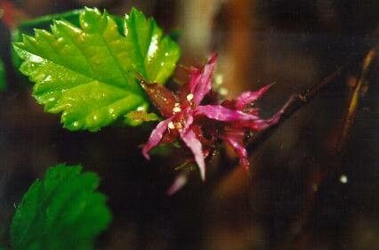 Rubus nivalis flower