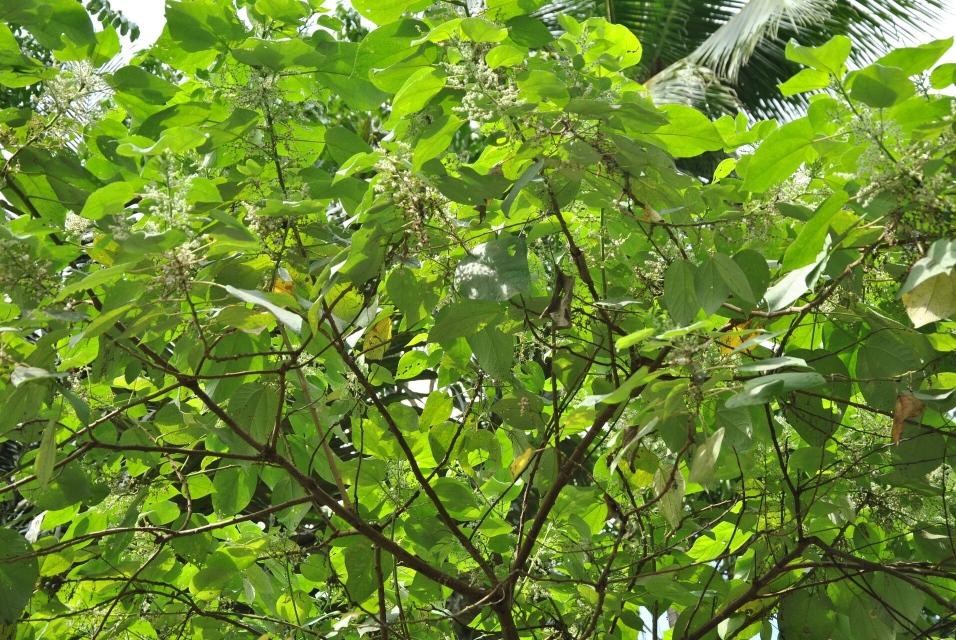 Pipturus argenteus other