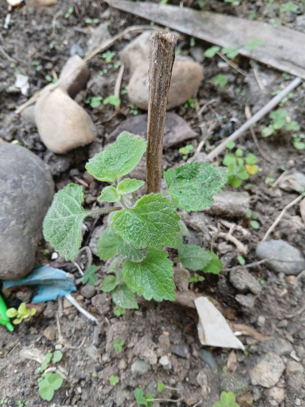 Pogostemon parviflorus leaf