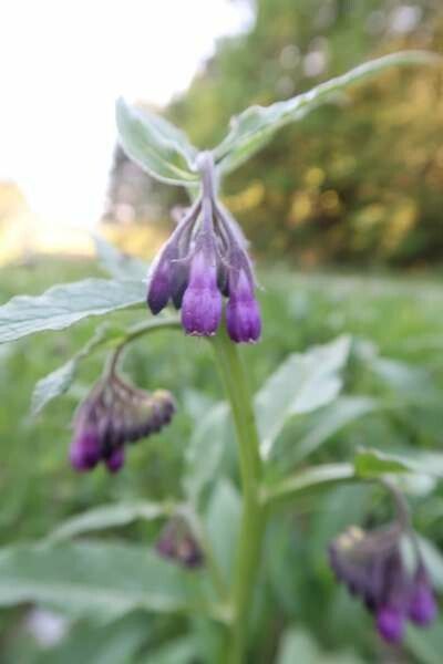 Symphytum gussonei flower