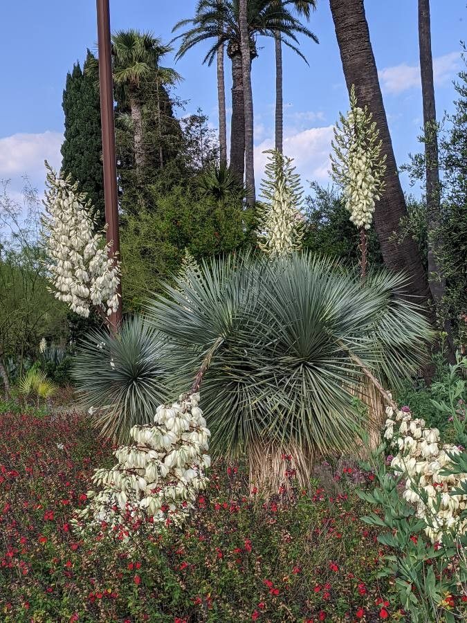 Yucca thompsoniana flower