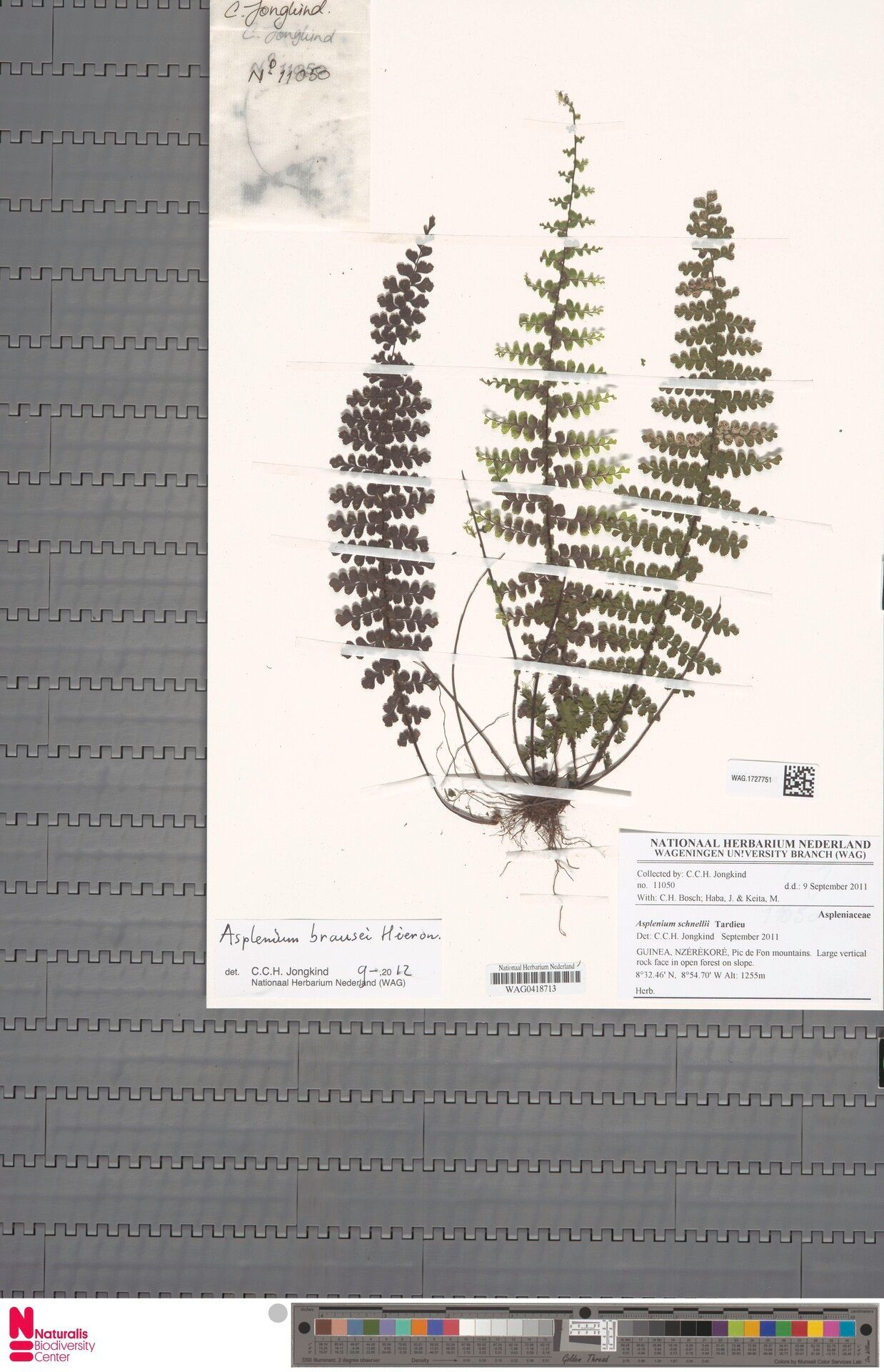 Asplenium brausei — houseplant care guide