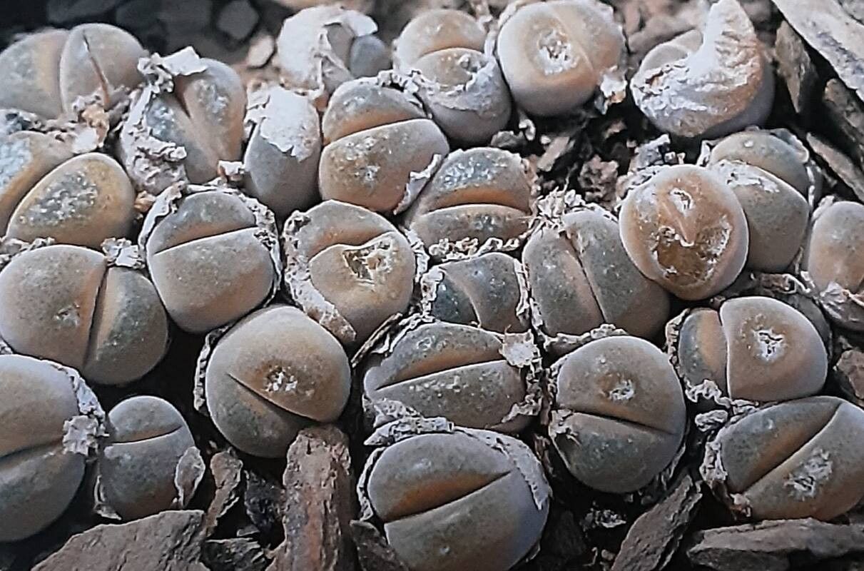 Gibbaeum nebrownii — related species from the same genus