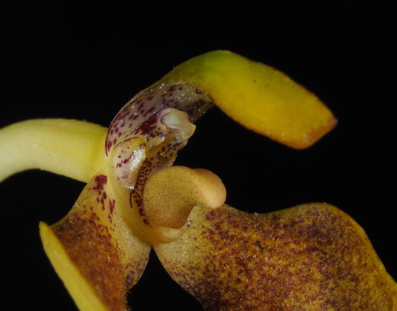 Bulbophyllum baladeanum flower