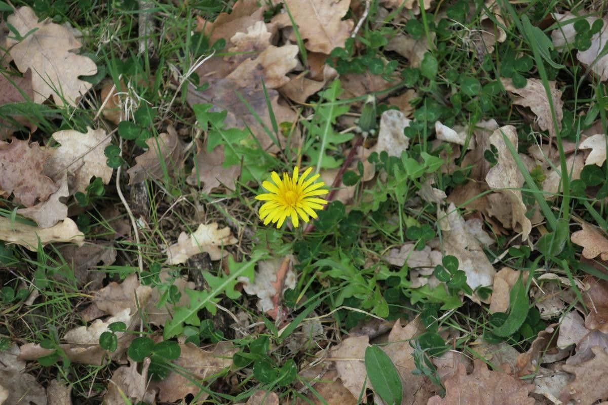 Taraxacum amansii flower