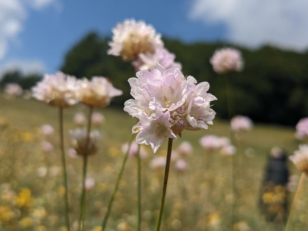Armeria brutia — houseplant care guide