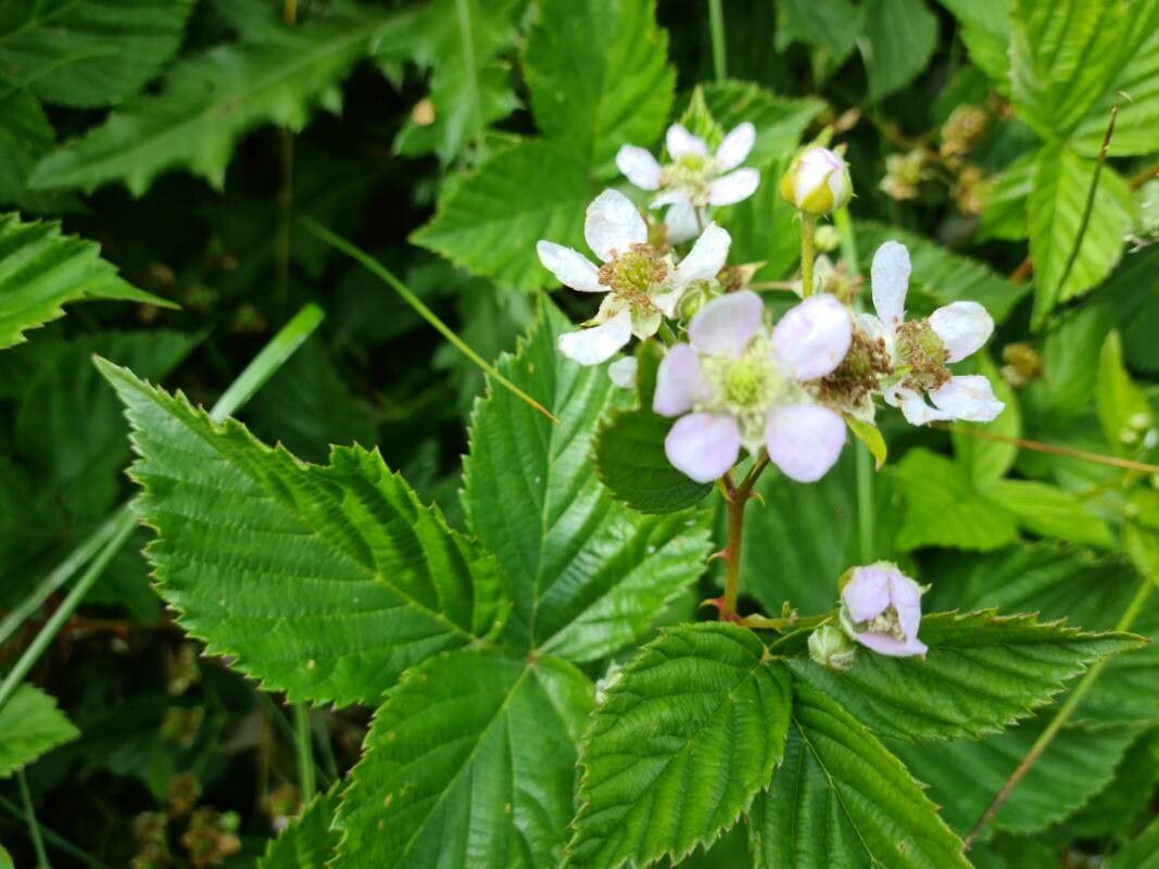 Rubus plicatus flower
