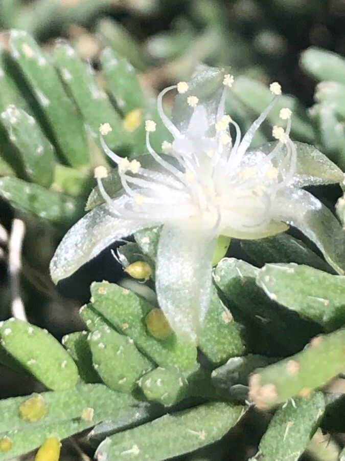 Rhipsalis mesembryanthemoides flower