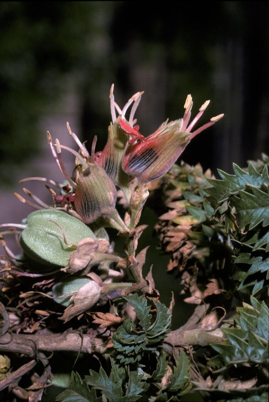 Melianthus elongatus flower