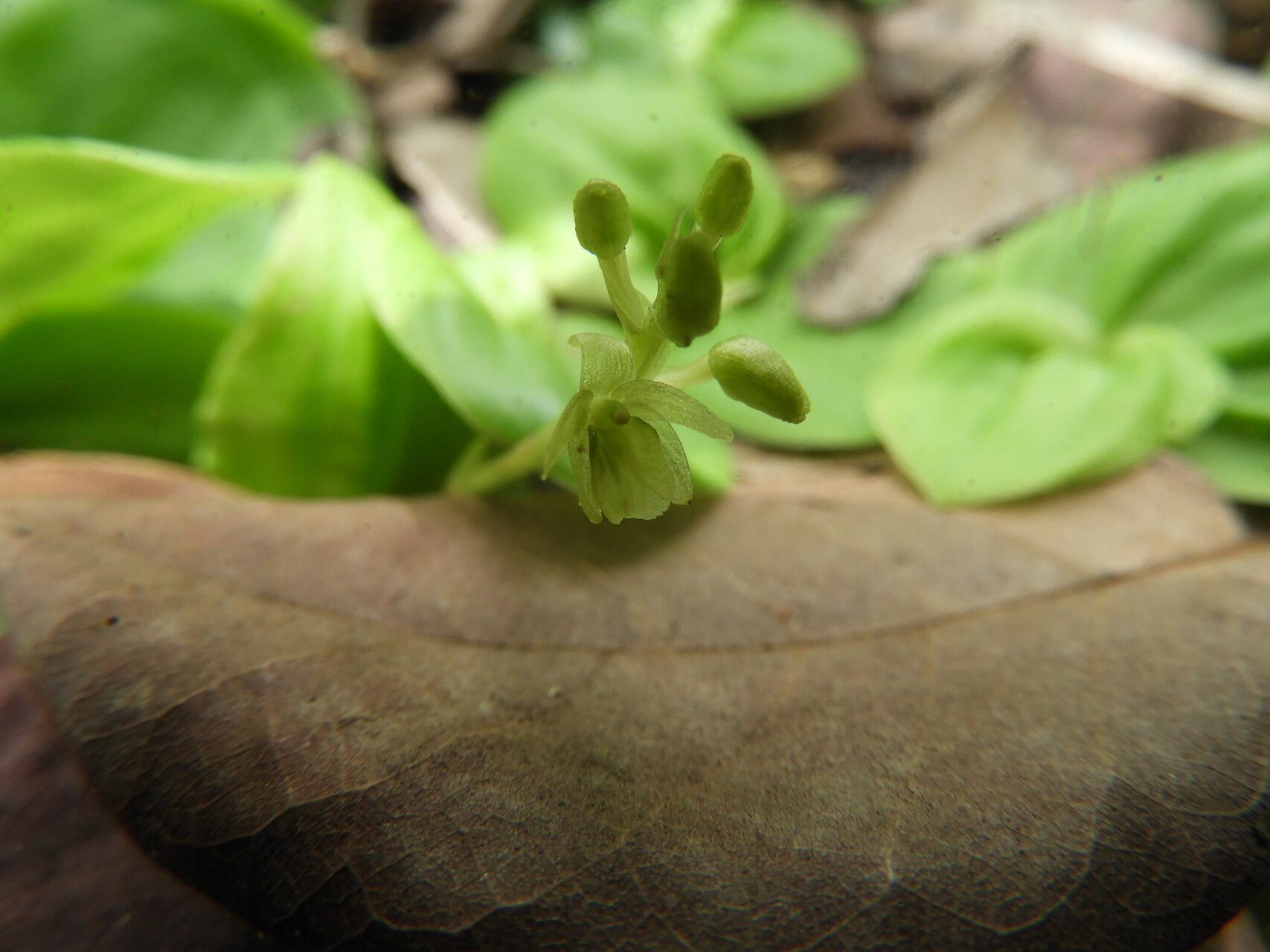 Malaxis schliebenii flower