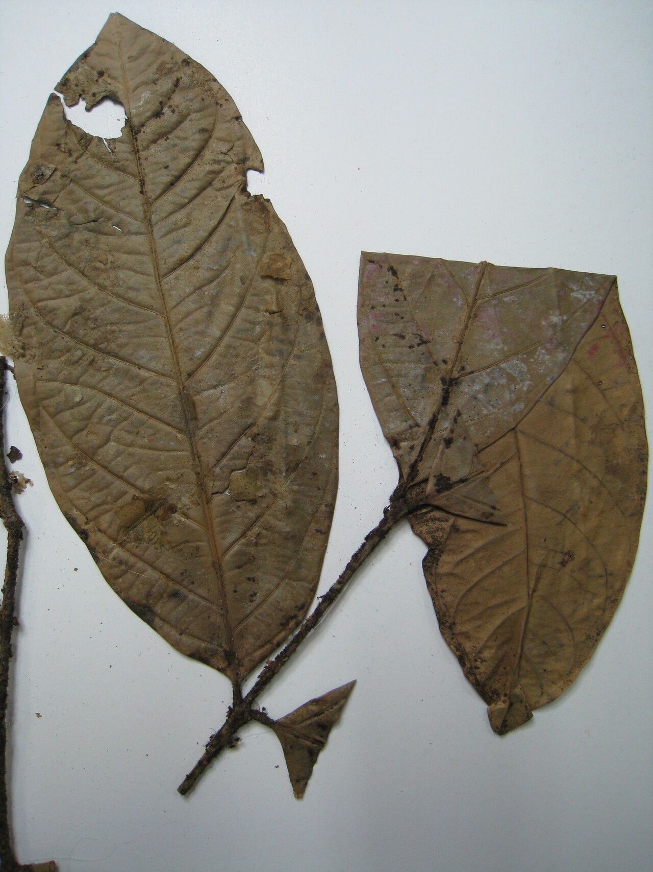 Salacia maburensis — houseplant care guide