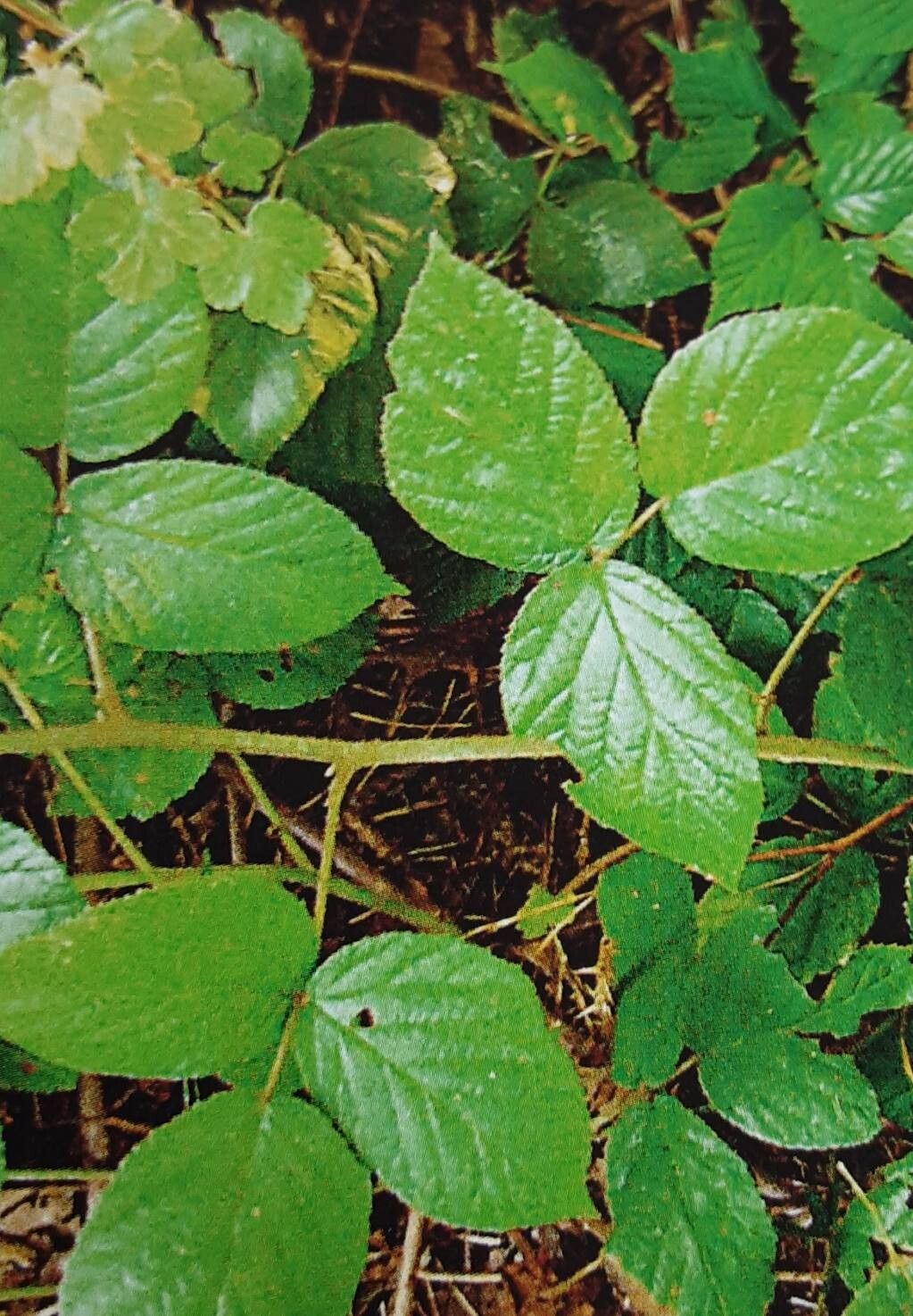 Rubus exarmatus — houseplant care guide