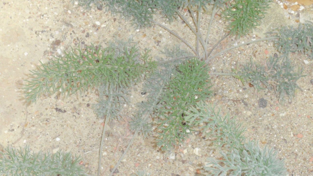 Pelargonium bowkeri — houseplant care guide