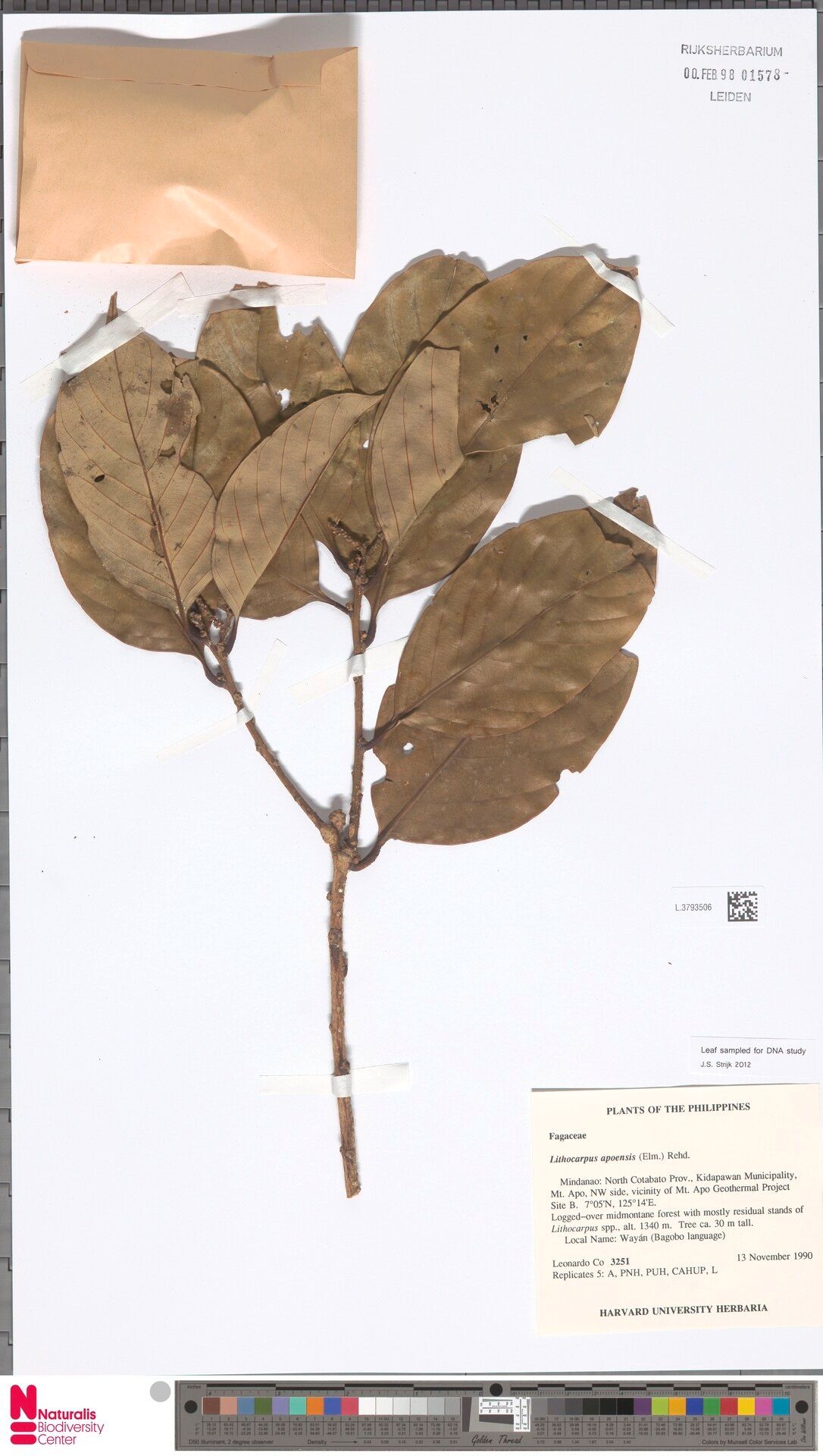Lithocarpus apoensis — search result for 'Lithocarpus'