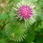 Arctium minus