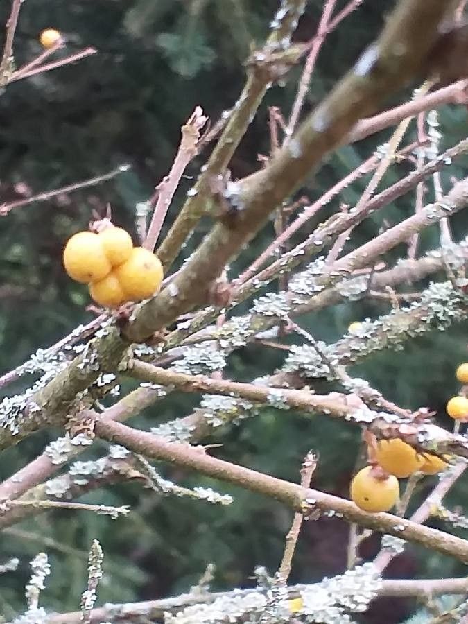 Grewia biloba — search result for 'Grewia'