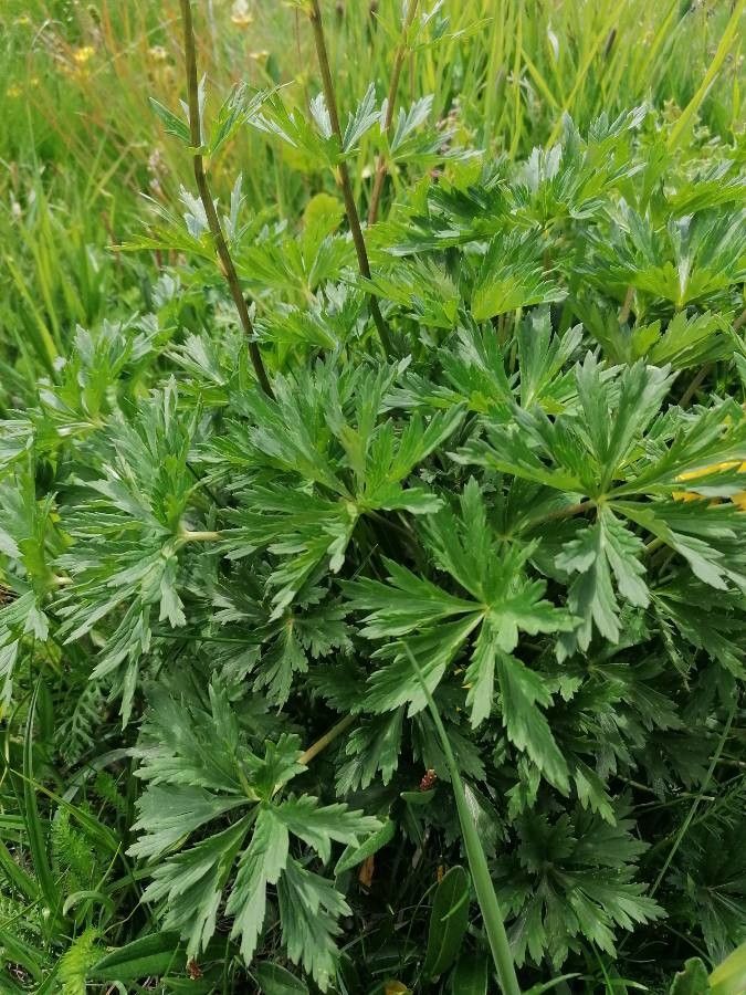 Trollius europaeus leaf