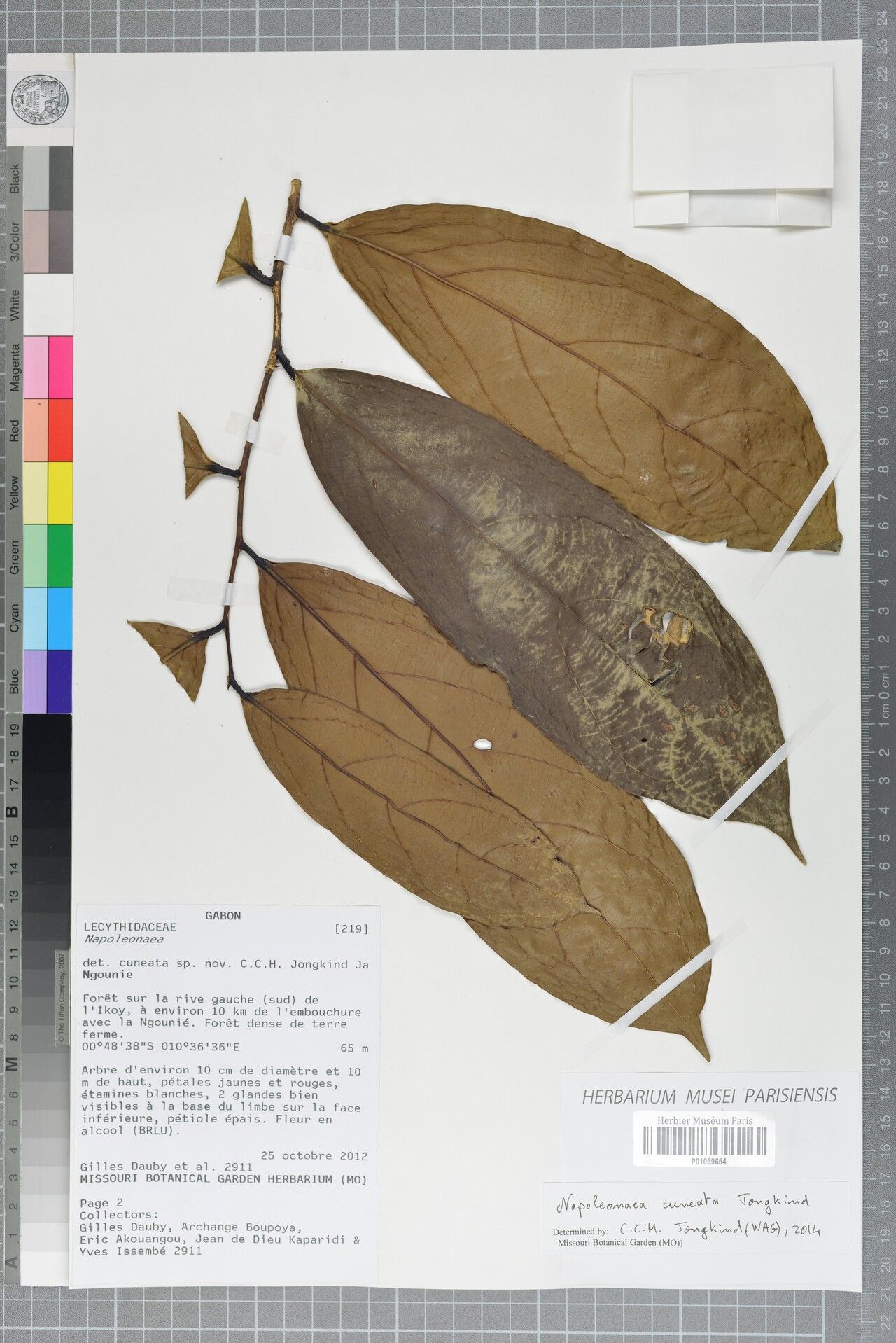 Napoleonaea cuneata — related species from the same genus