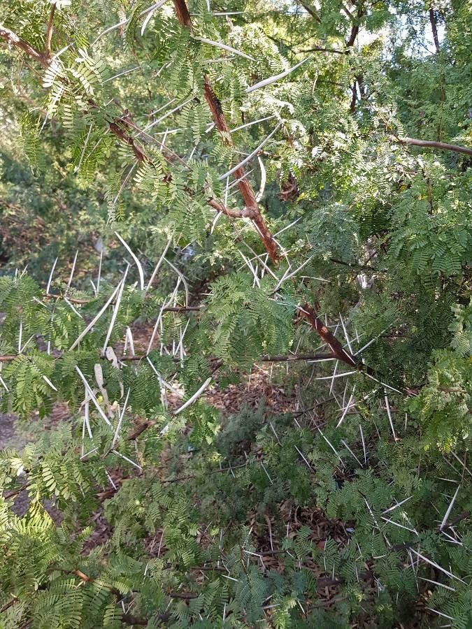Vachellia karroo leaf