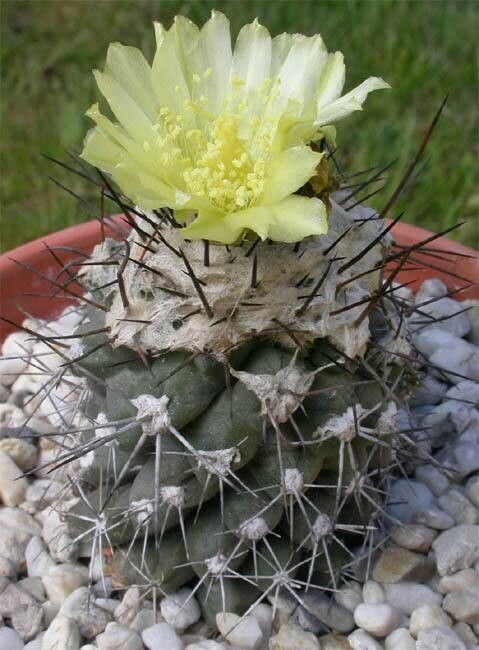 Copiapoa taltalensis flower