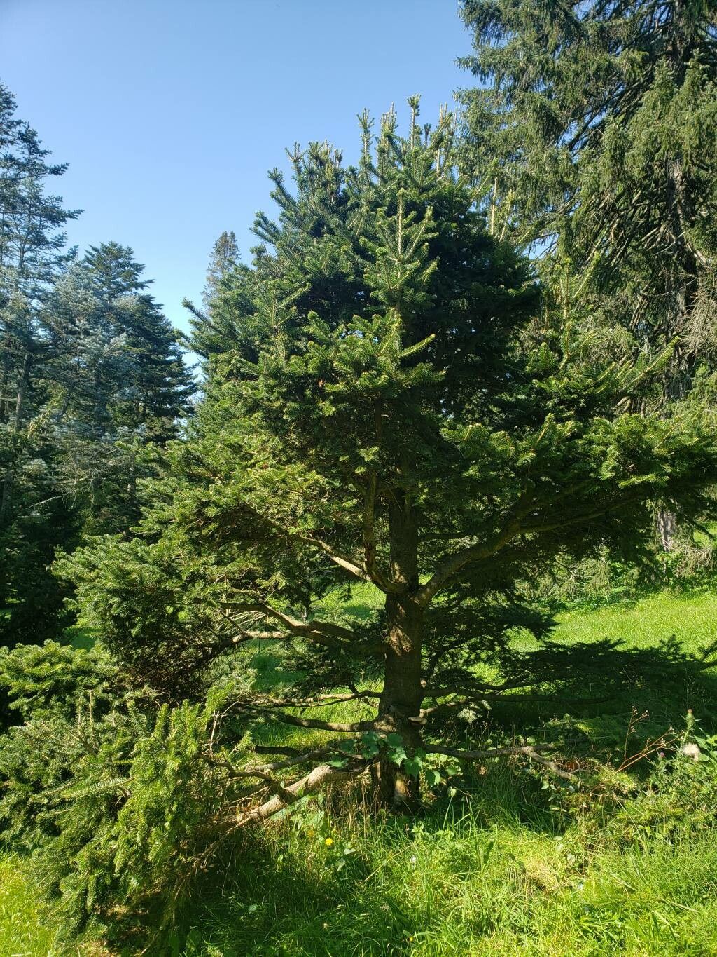 Abies squamata habit