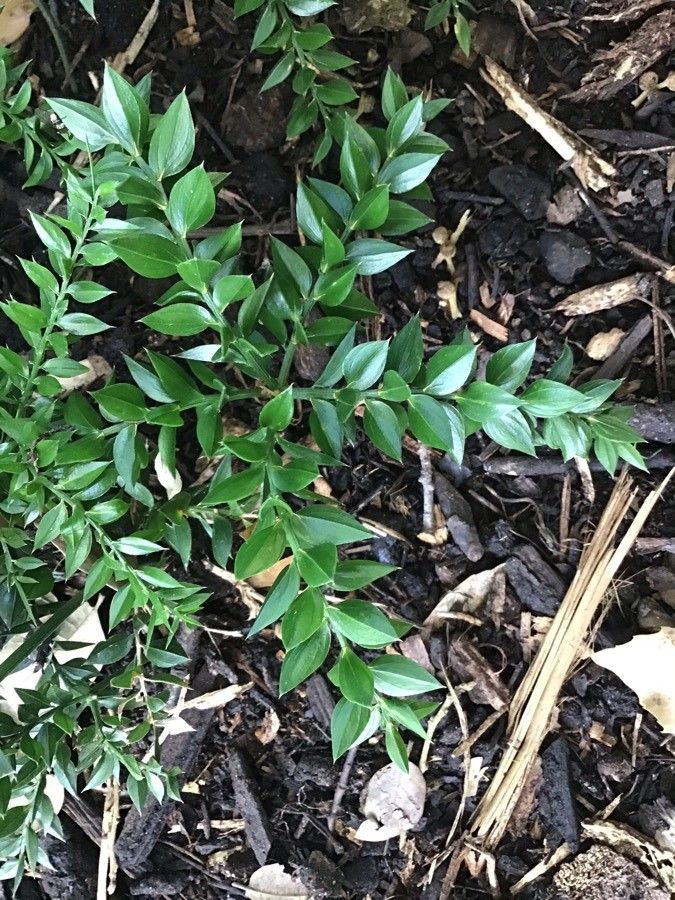 Ruscus hyrcanus