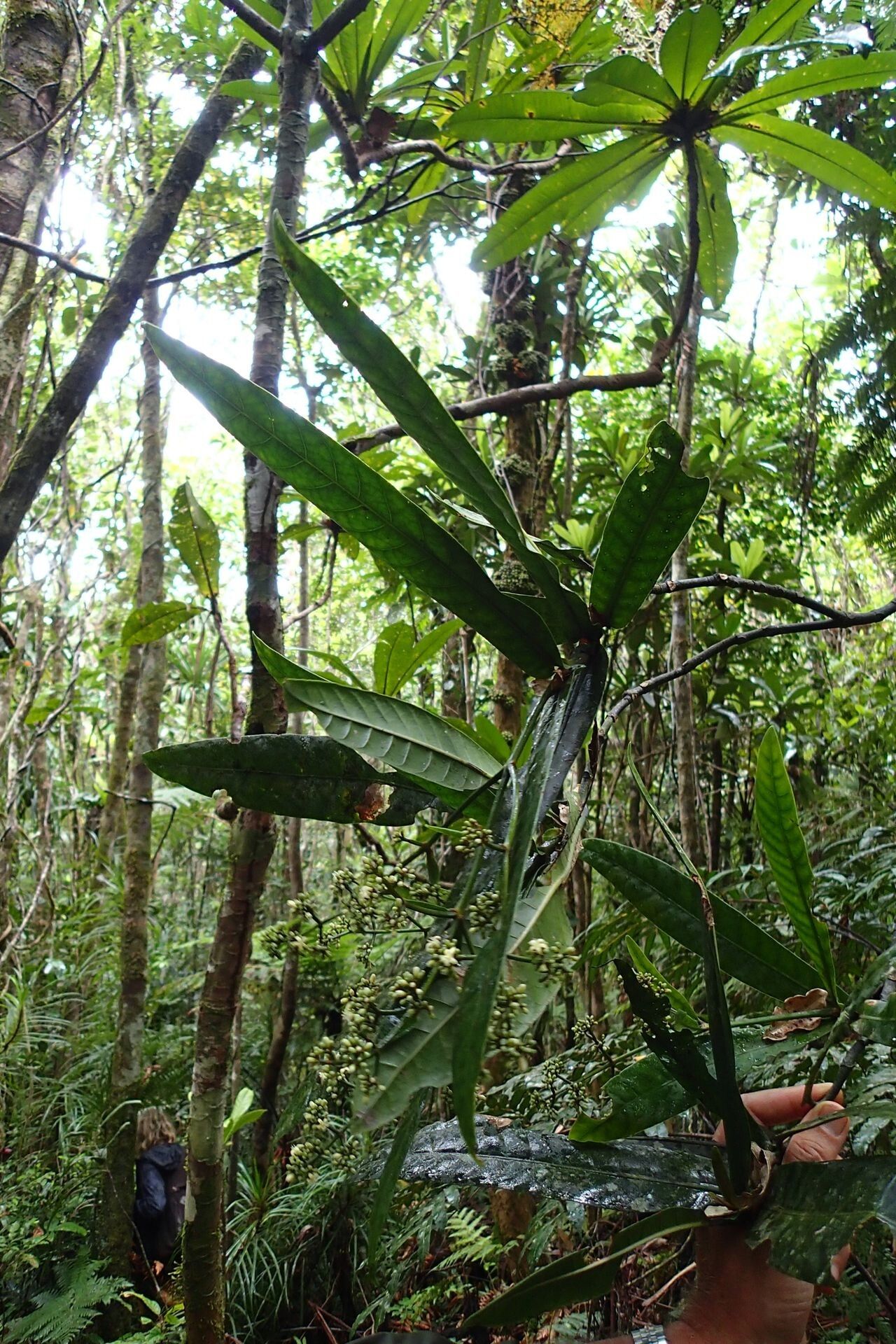 Psychotria wagapensis habit