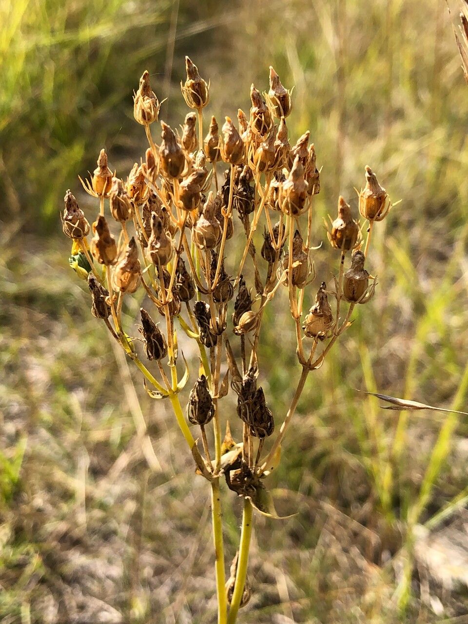 Blackstonia perfoliata fruit