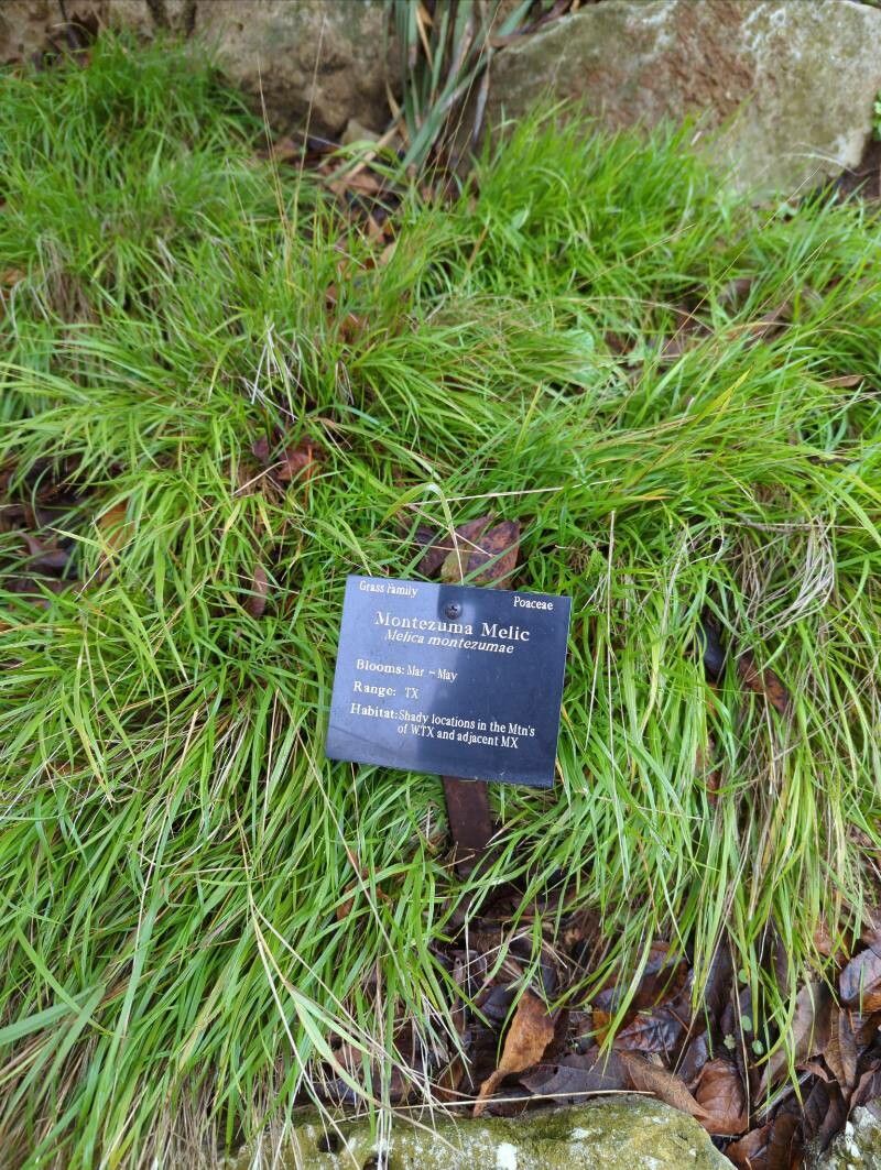 Melica montezumae — houseplant care guide