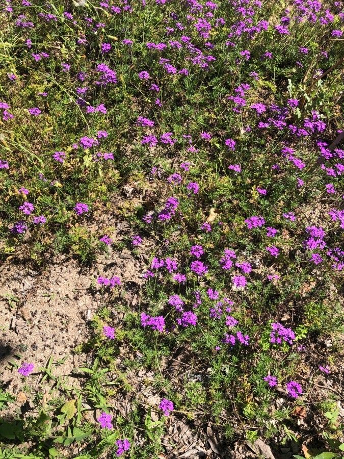 Glandularia aristigera habit