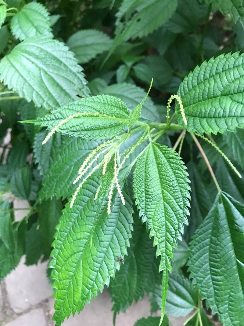 Boehmeria sieboldiana flower