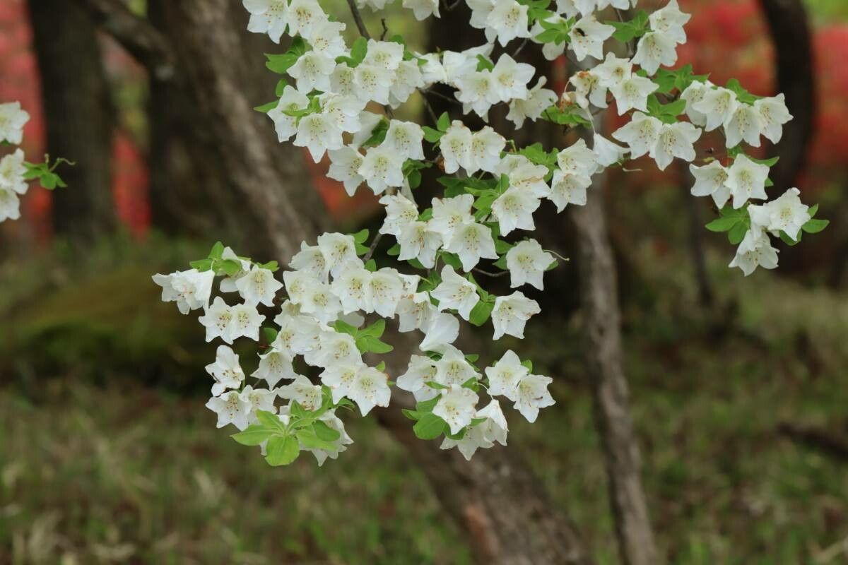 Rhododendron quinquefolium flower