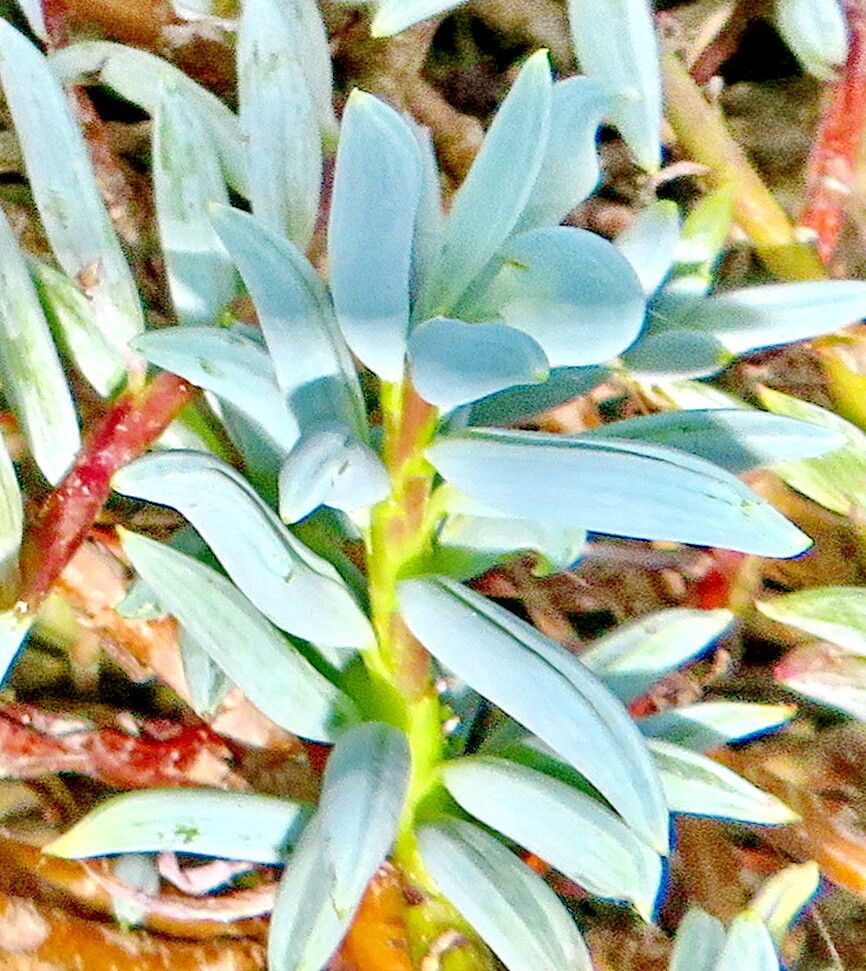 Curio repens leaf