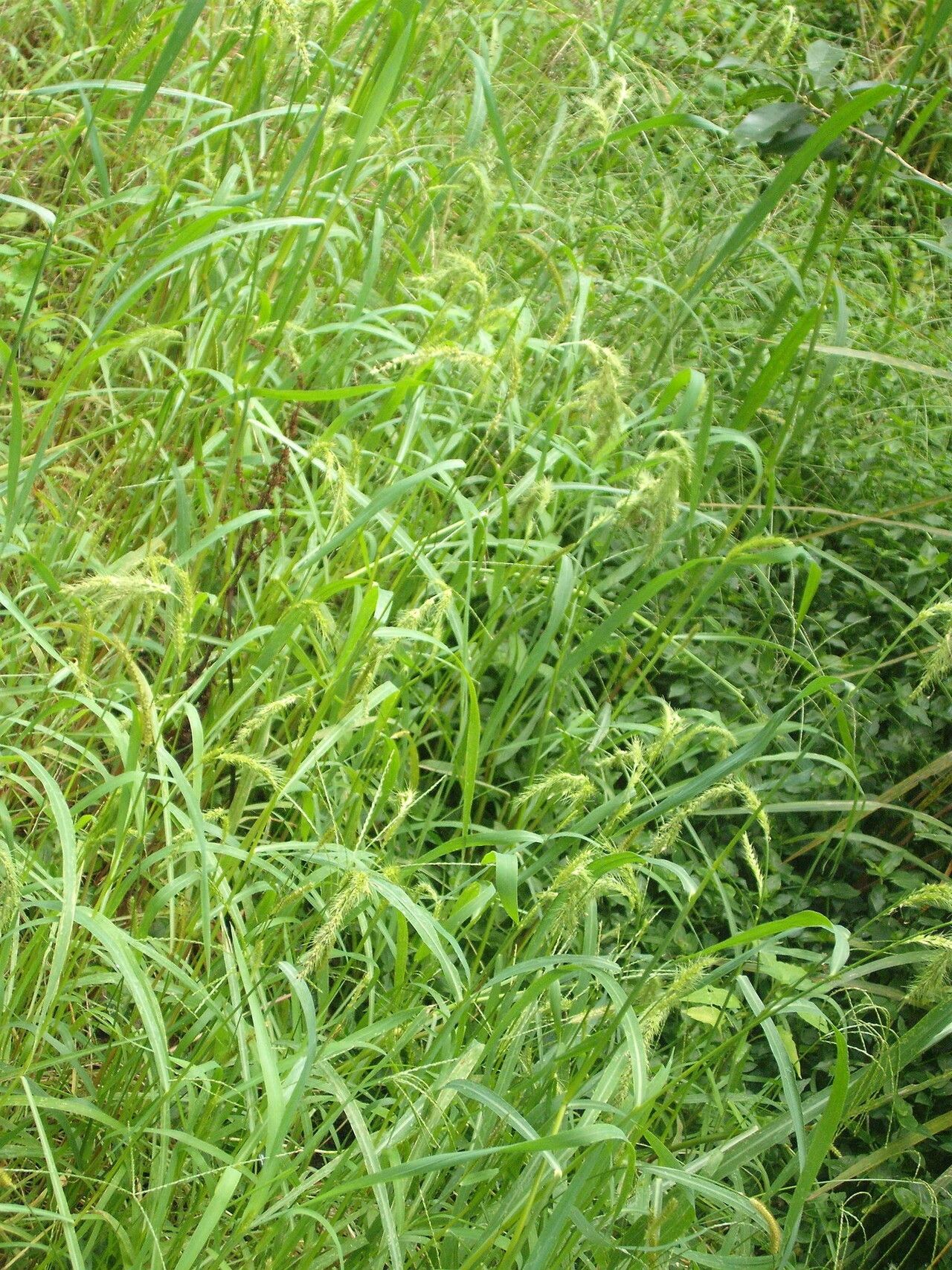 Echinochloa crus-pavonis habit