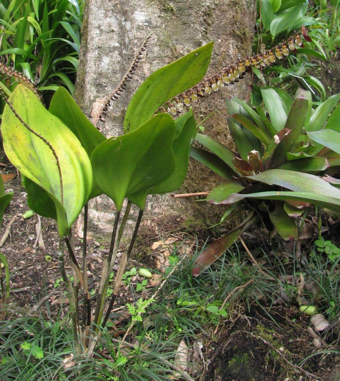 Stelis gigantea habit
