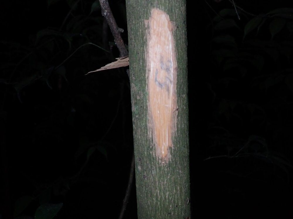 Memecylon batekeanum — houseplant care guide