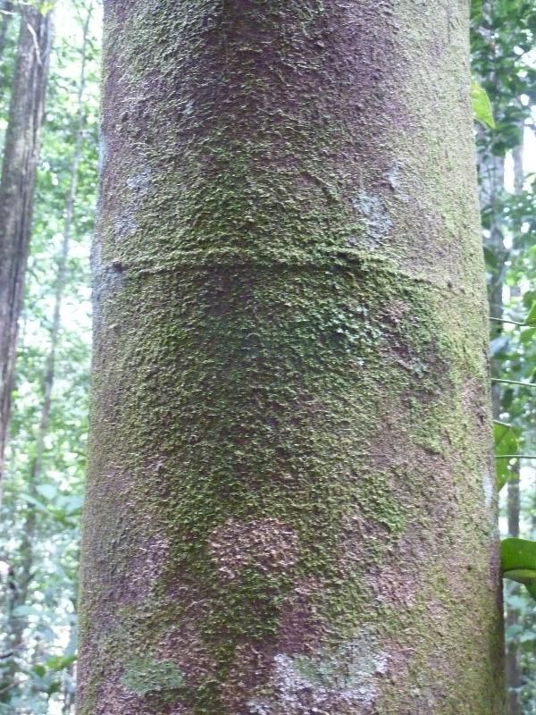 Helicostylis pedunculata bark