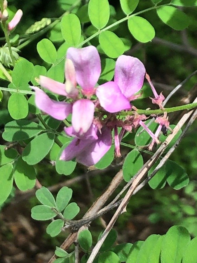 Indigofera heterantha flower