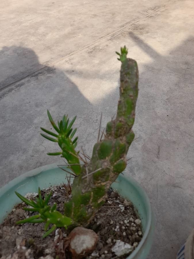 Cylindropuntia × congesta — houseplant care guide
