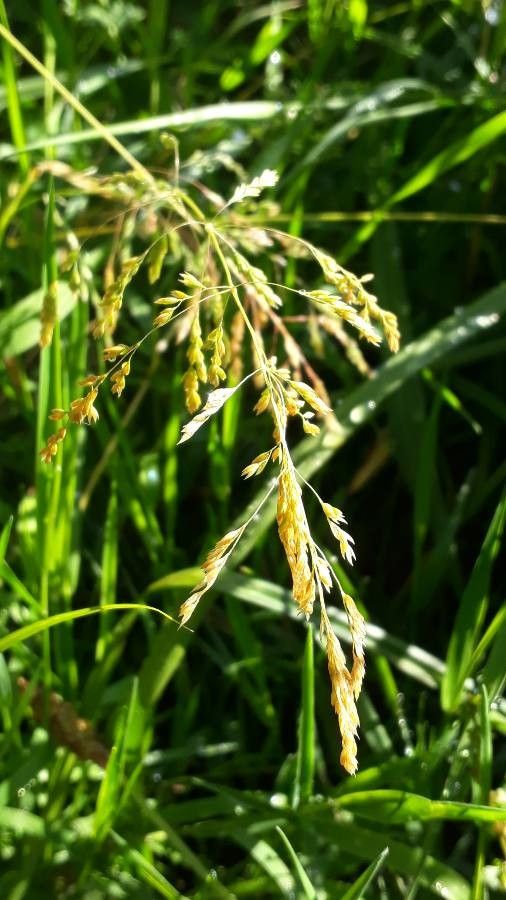 Puccinellia distans fruit